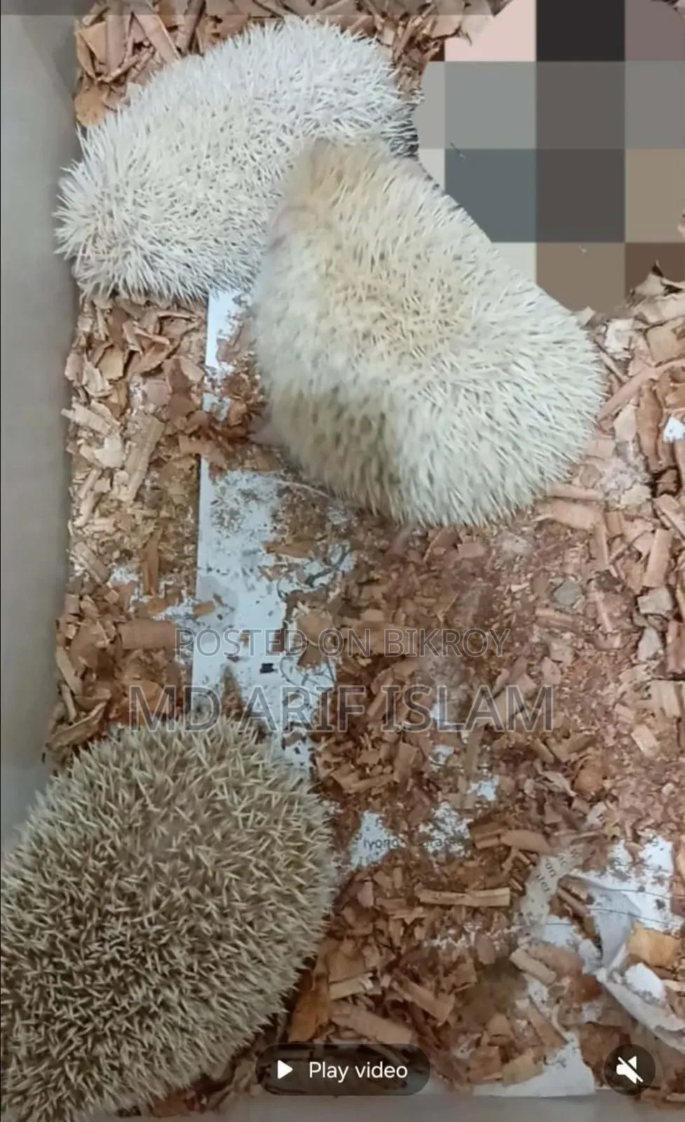 Cute Hedgehog Family