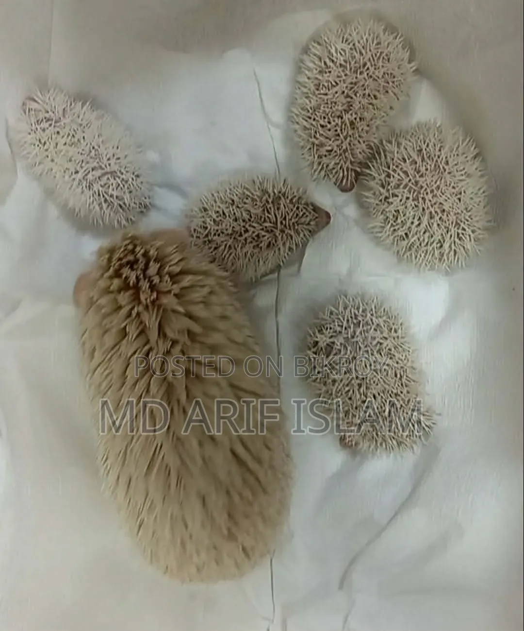Cute Hedgehog Family