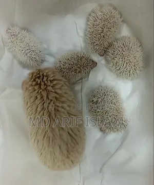 Cute Hedgehog Family
