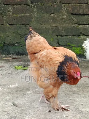 নিউ অ্যাডাল্ট ব্রাহমা