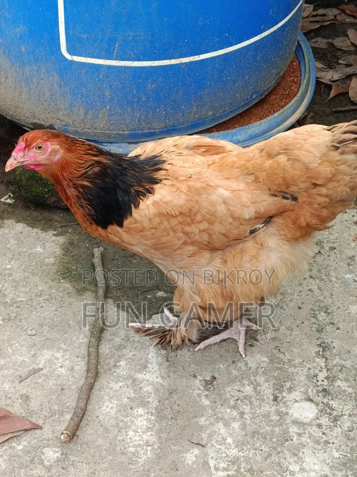 নিউ অ্যাডাল্ট ব্রাহমা