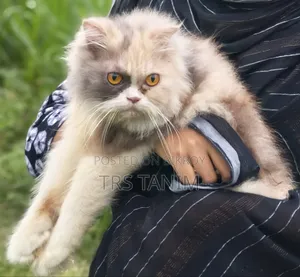 ৬-১২ মাস বয়সী নারী খাঁটি পার্সিয়ান বিড়াল