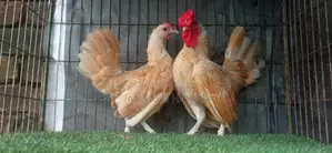 বাফ সেব্রাইট রানিং জোড়া