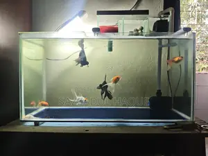 2feet Aquarium