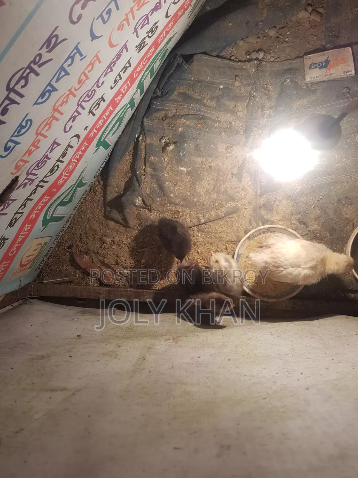 ৬ দিন বয়সের দেশি মুরগির বাচ্চা