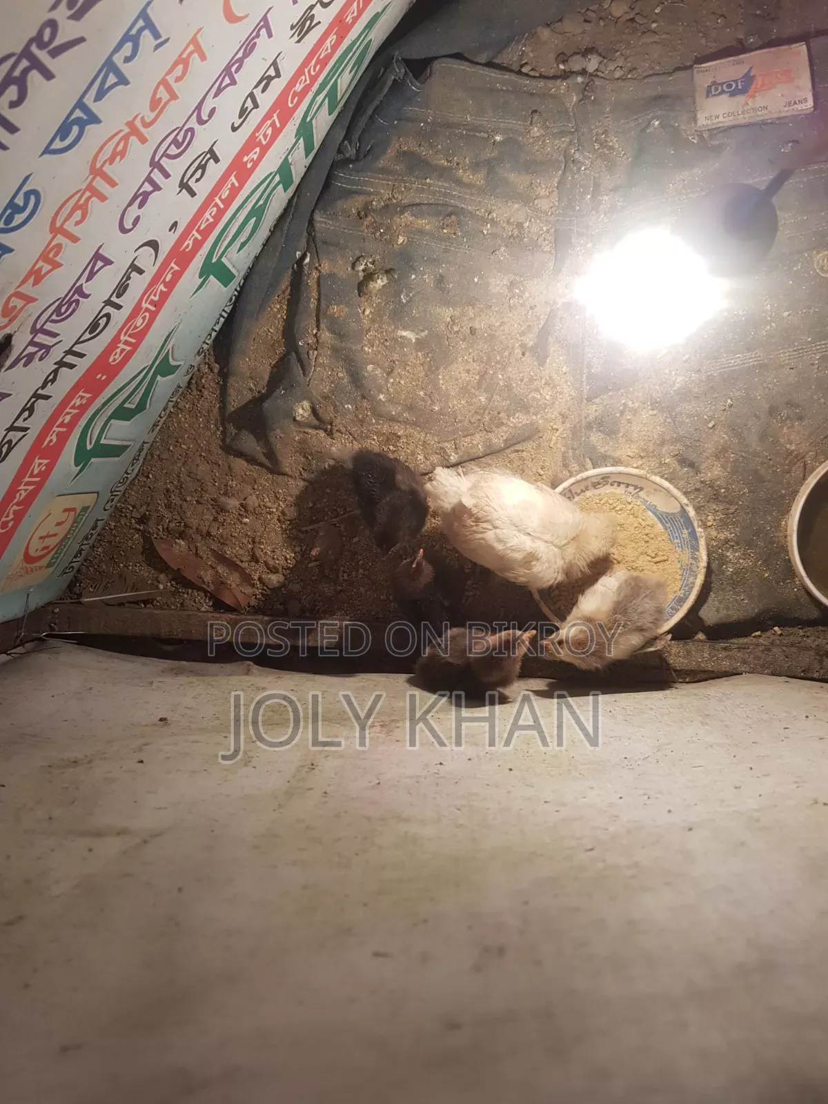 ৬ দিন বয়সের দেশি মুরগির বাচ্চা
