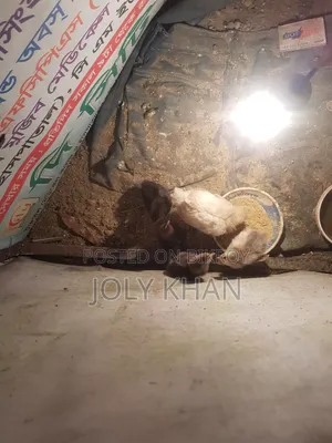 ৬ দিন বয়সের দেশি মুরগির বাচ্চা