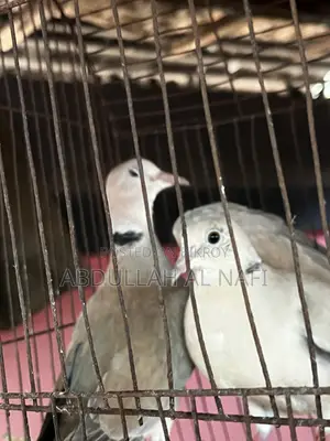 Australian Dove