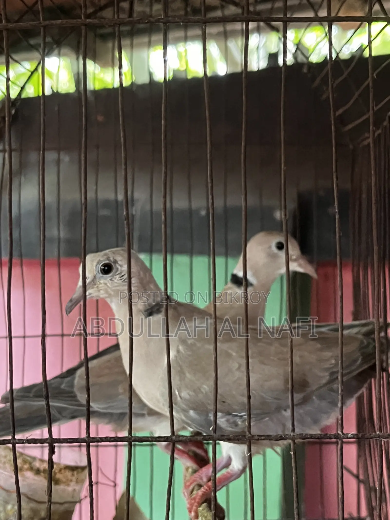 অস্ট্রেলিয়ান ঘুঘু