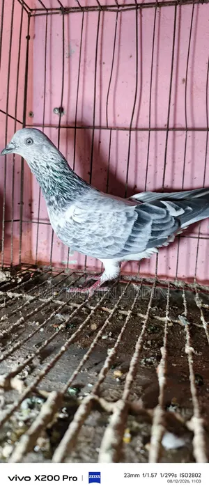 Silver Aluminum Male
