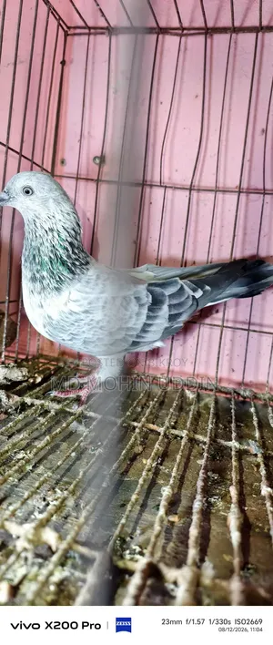 Silver Aluminum Male