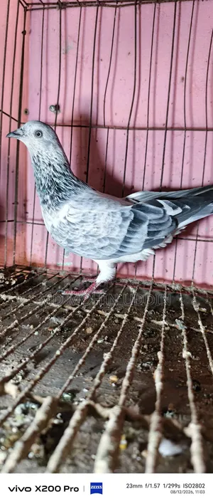 Silver Aluminum Male
