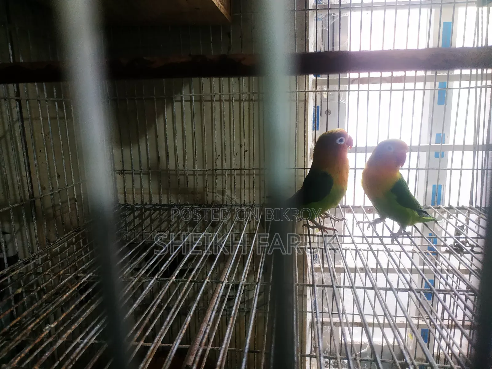 Love Bird Bajrigar Bird