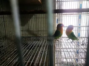 Love Bird Bajrigar Bird