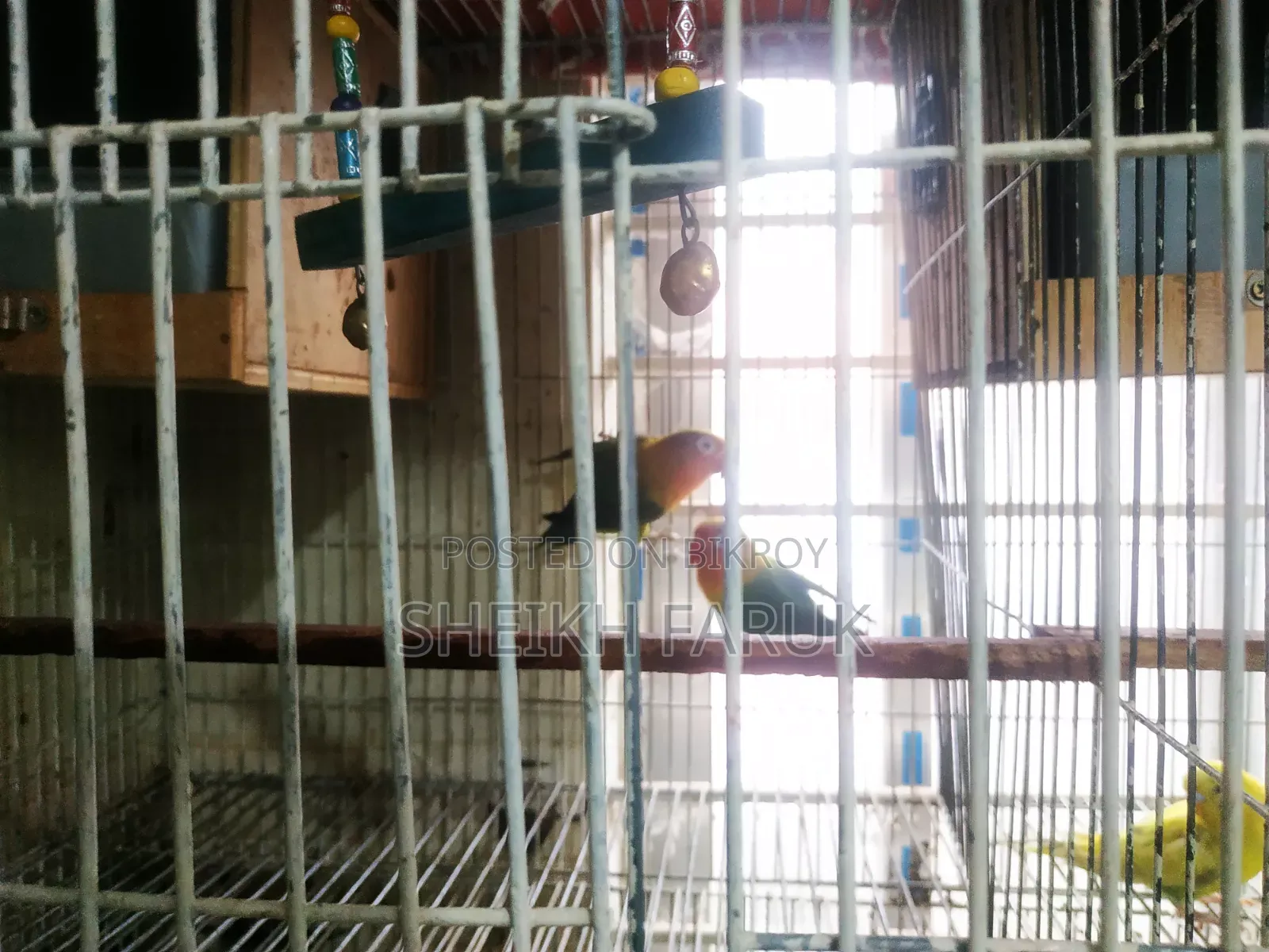 Love Bird Bajrigar Bird
