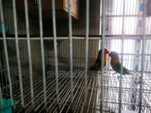 Love Bird Bajrigar Bird