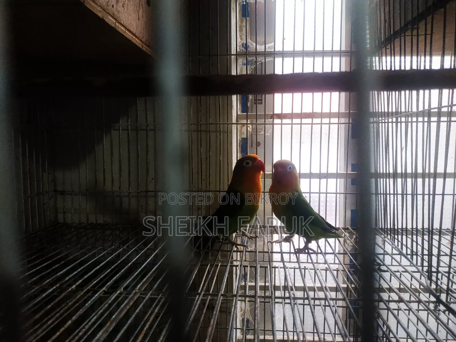 Love Bird Bajrigar Bird