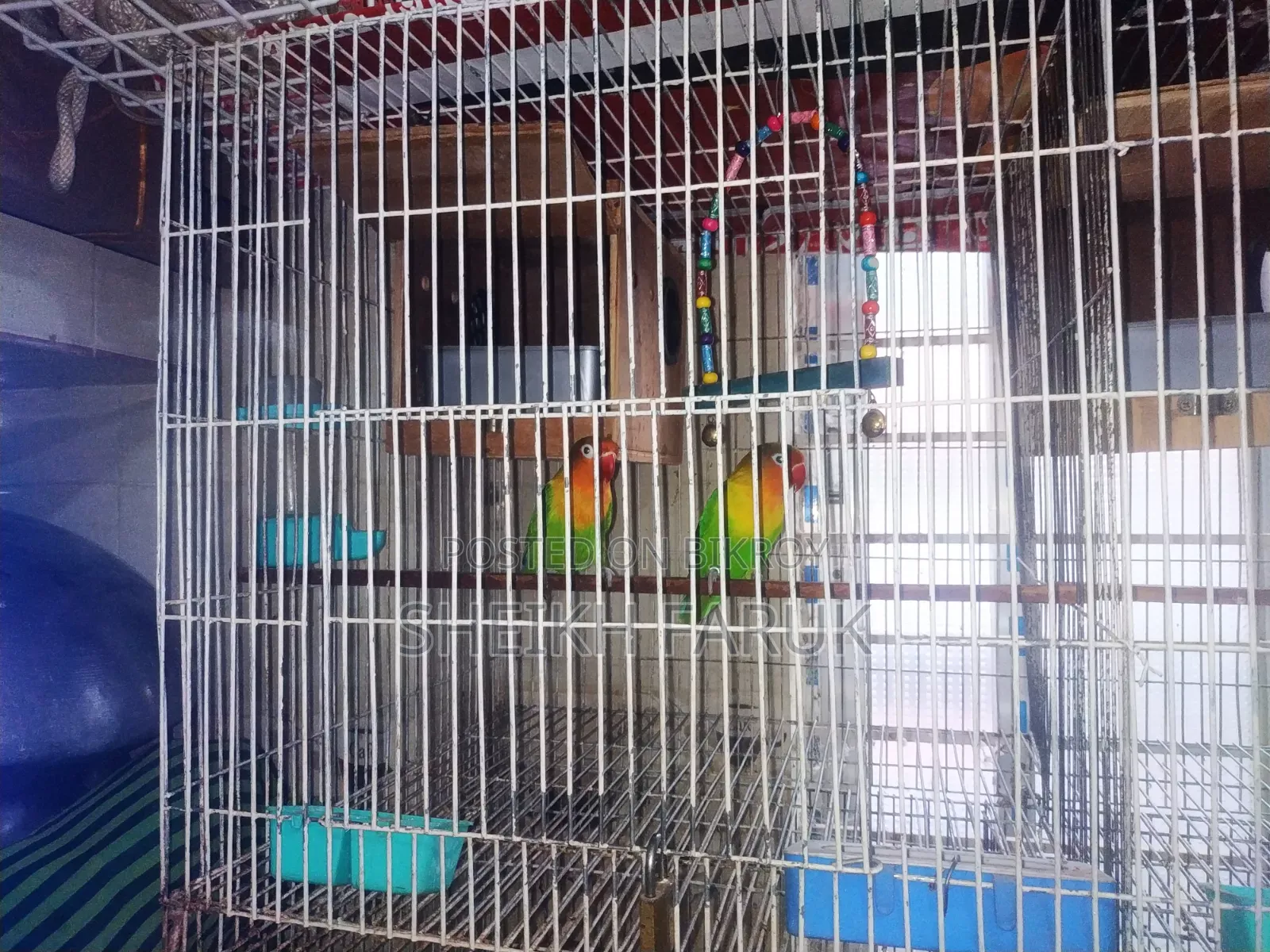 Love Bird Bajrigar Bird