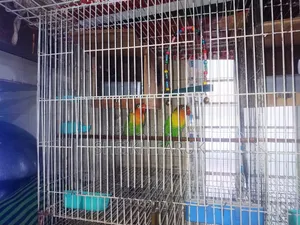 Love Bird Bajrigar Bird