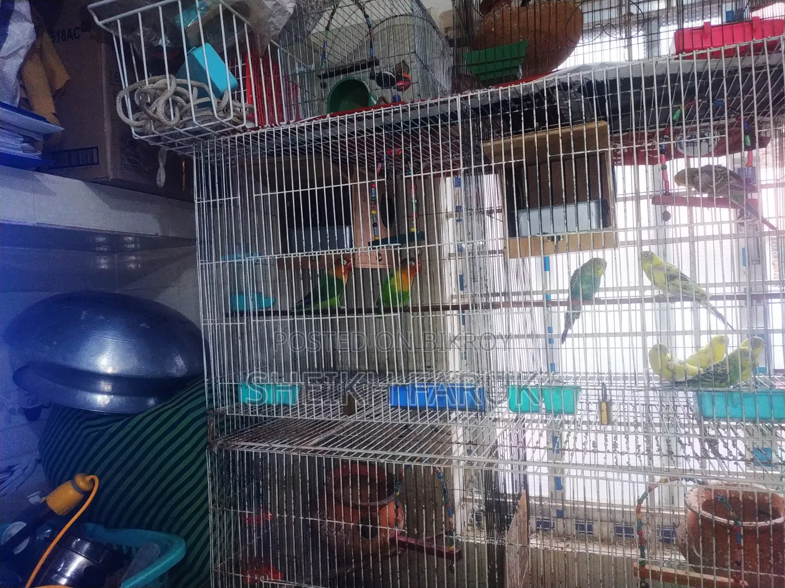 Love Bird Bajrigar Bird