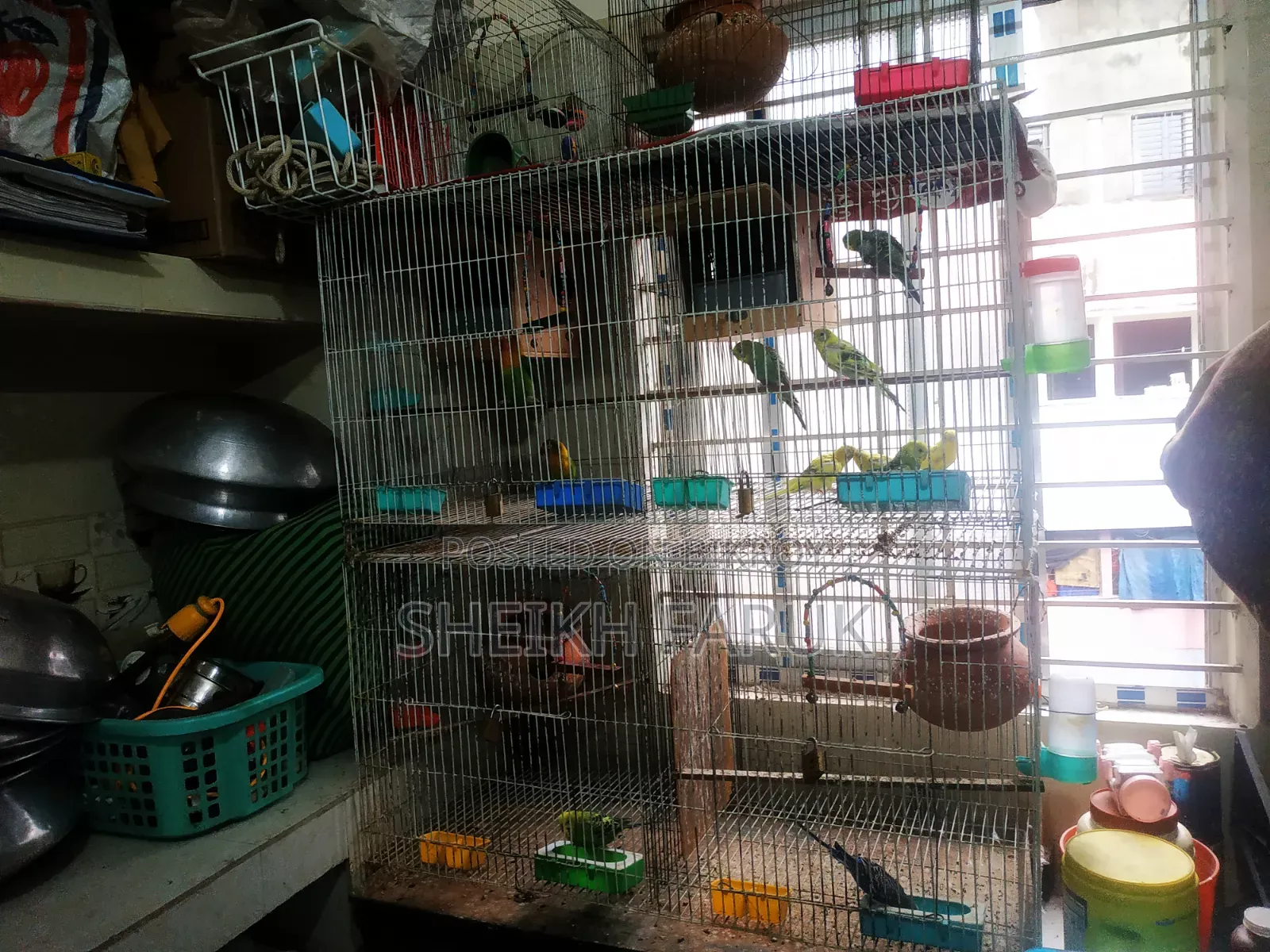 Love Bird Bajrigar Bird