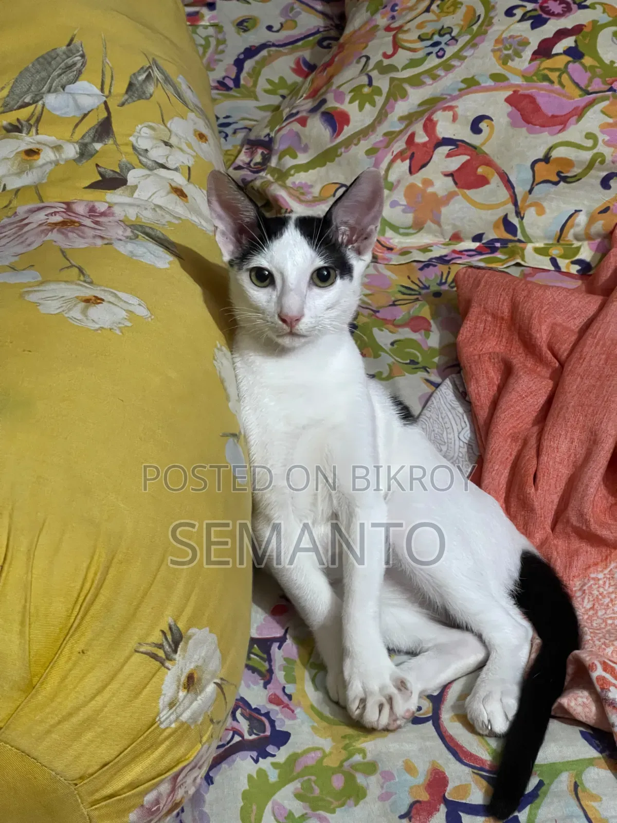3-6 months Female Purebred Bengal