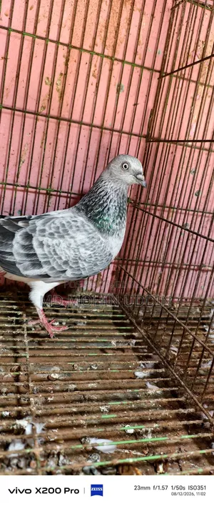Silver Bagha Female Pigeon