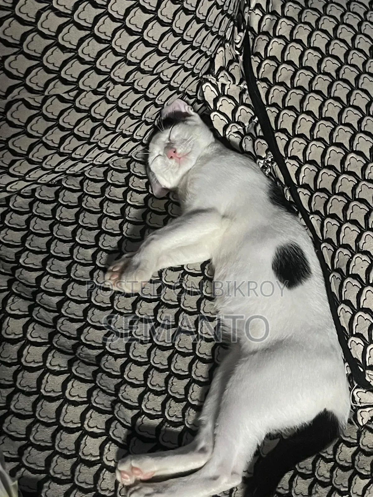 3-6 months Female Purebred Bengal