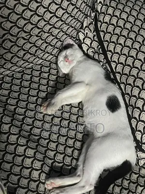 3-6 months Female Purebred Bengal