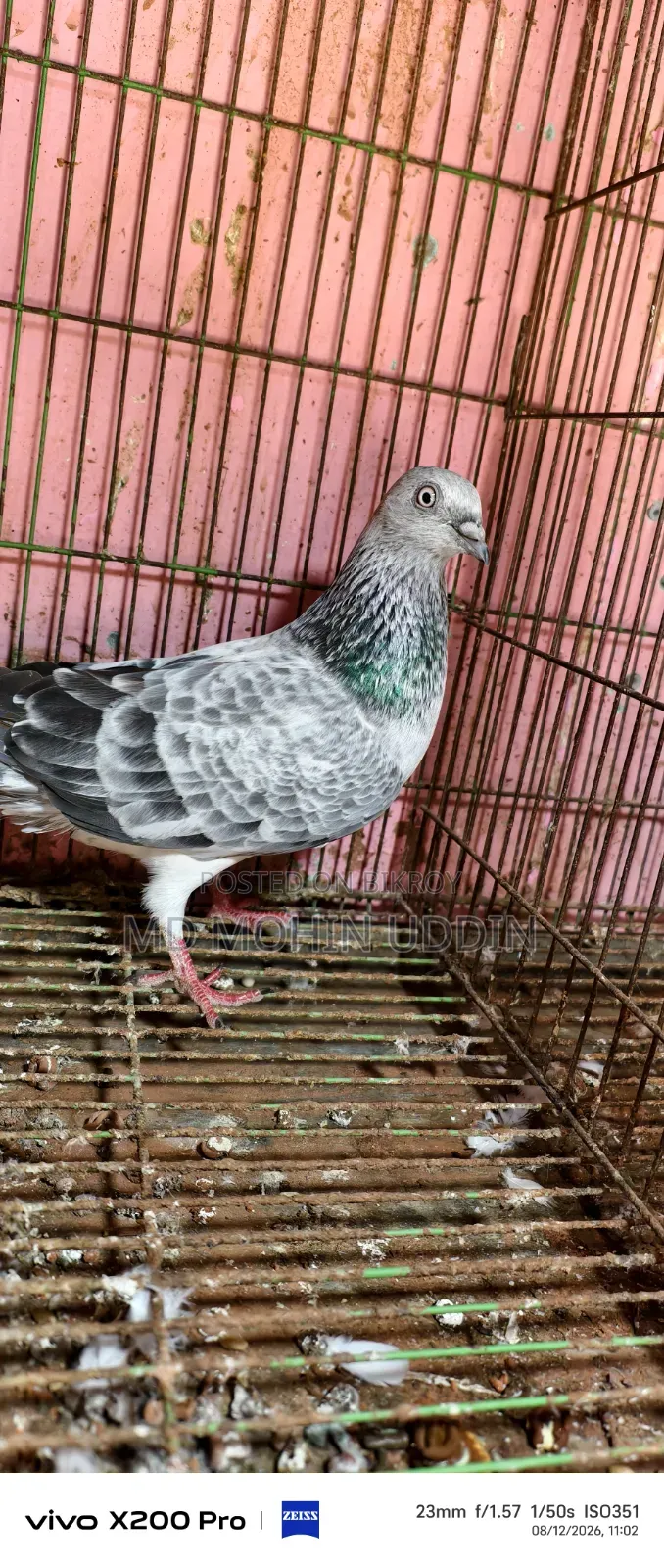 Silver Bagha Female Pigeon