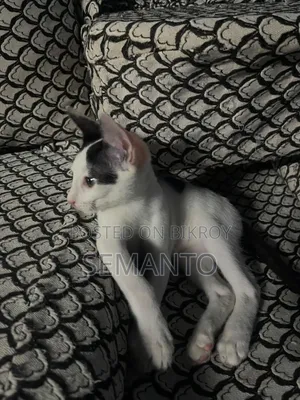 3-6 months Female Purebred Bengal