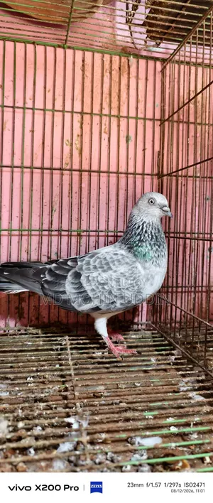 Silver Bagha Female Pigeon