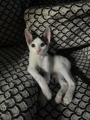 3-6 months Female Purebred Bengal
