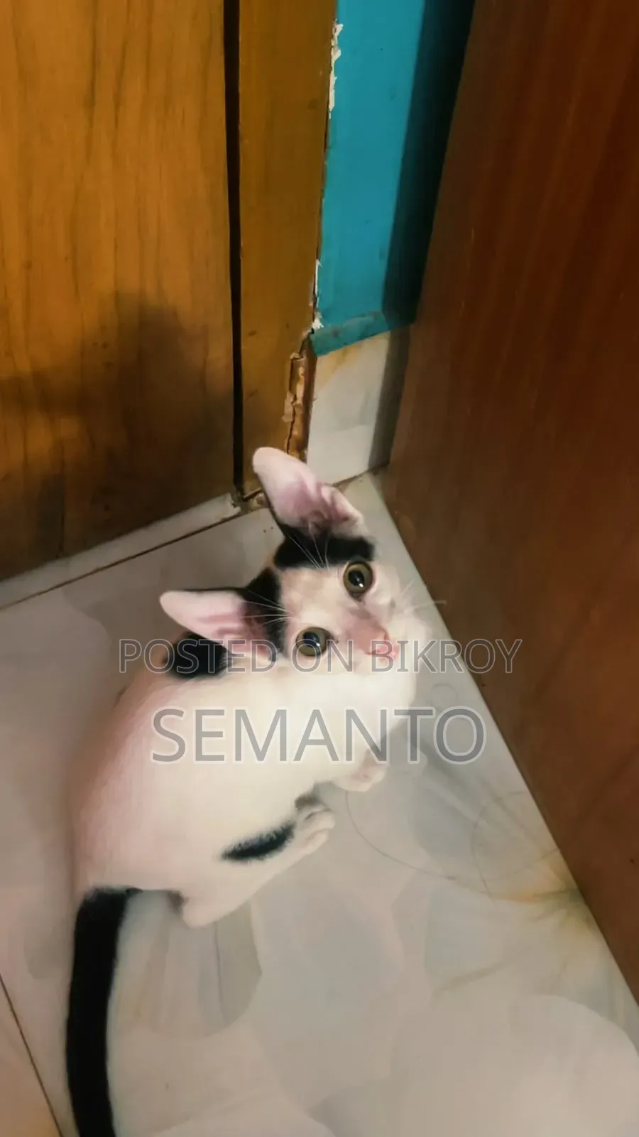 3-6 months Female Purebred Bengal