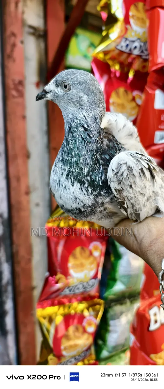 হেমার মাদি কবুতর