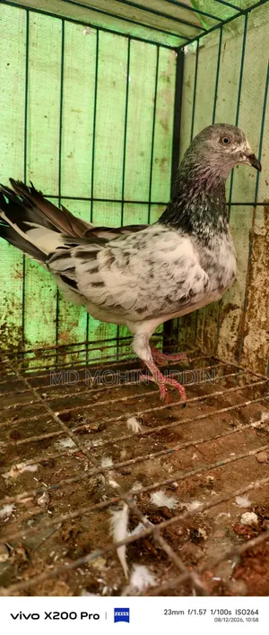 Homer Female Pigeon