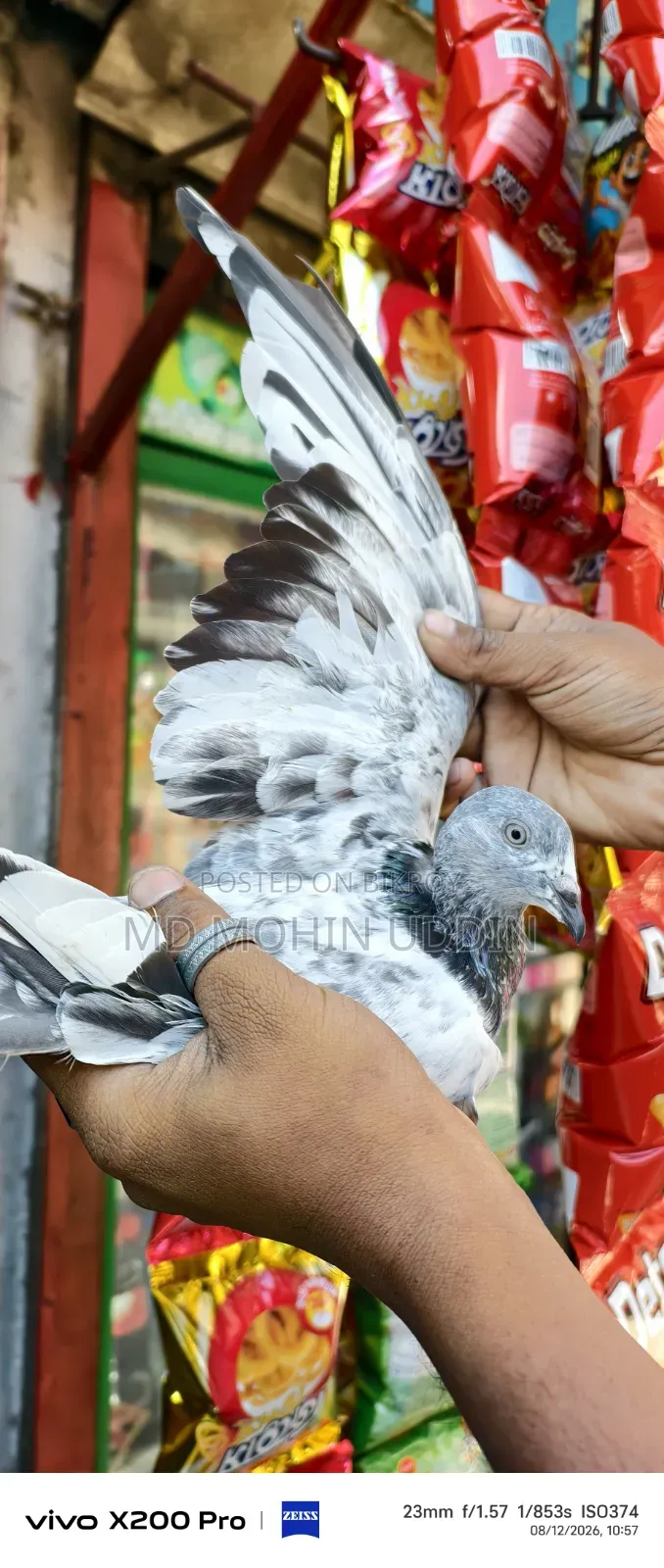 হেমার মাদি কবুতর