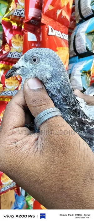 হেমার মাদি কবুতর