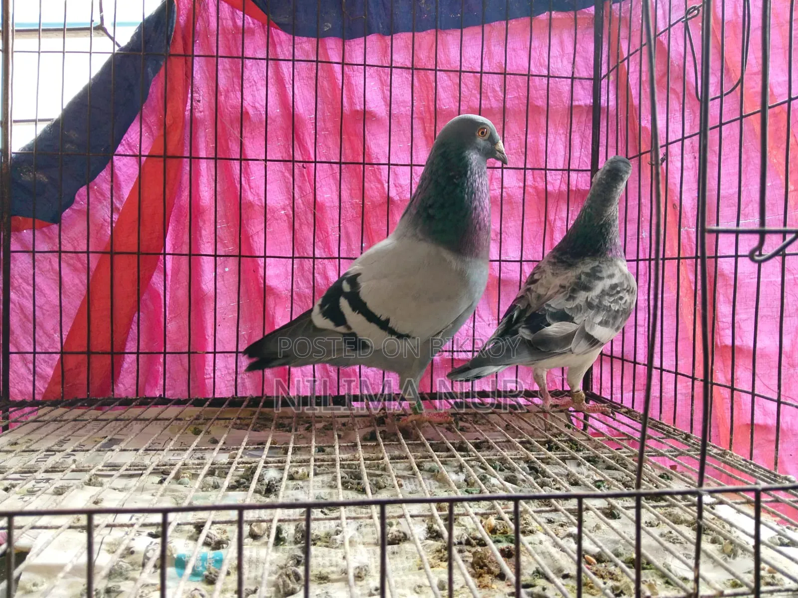 একজোড়া নিউ অ্যাডাল্ট রেসার পেয়ার