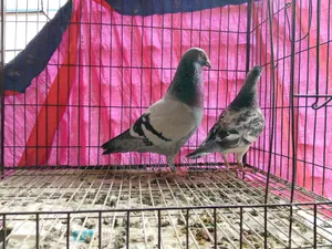 একজোড়া নিউ অ্যাডাল্ট রেসার পেয়ার
