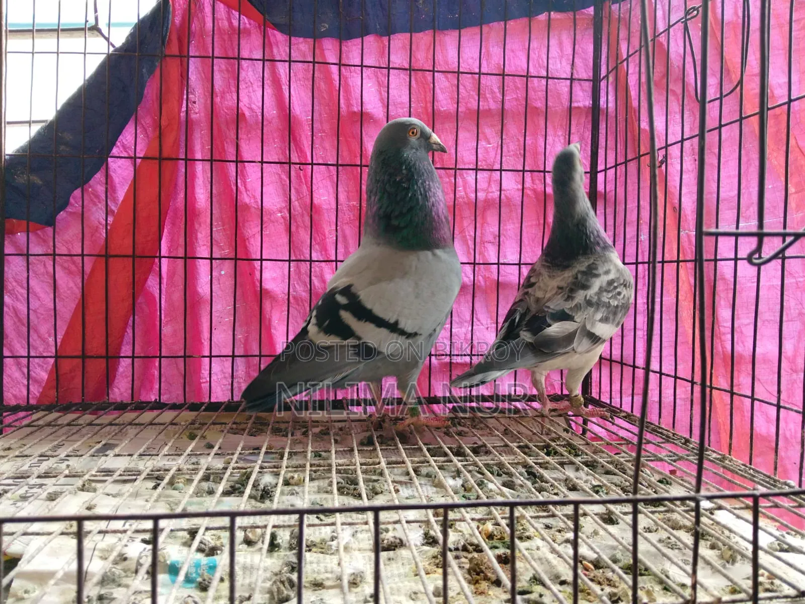 একজোড়া নিউ অ্যাডাল্ট রেসার পেয়ার
