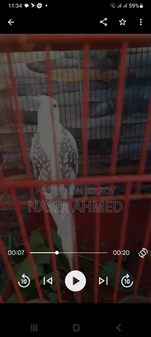 ভি পাইড কোকাটেল