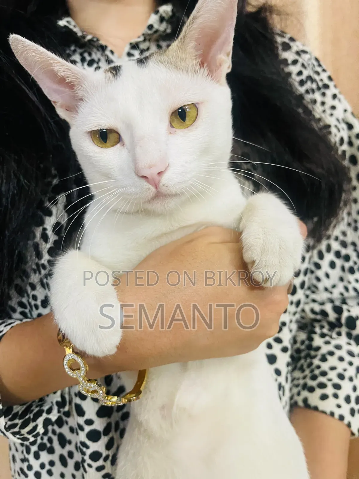 6-12 months Male Purebred Bengal