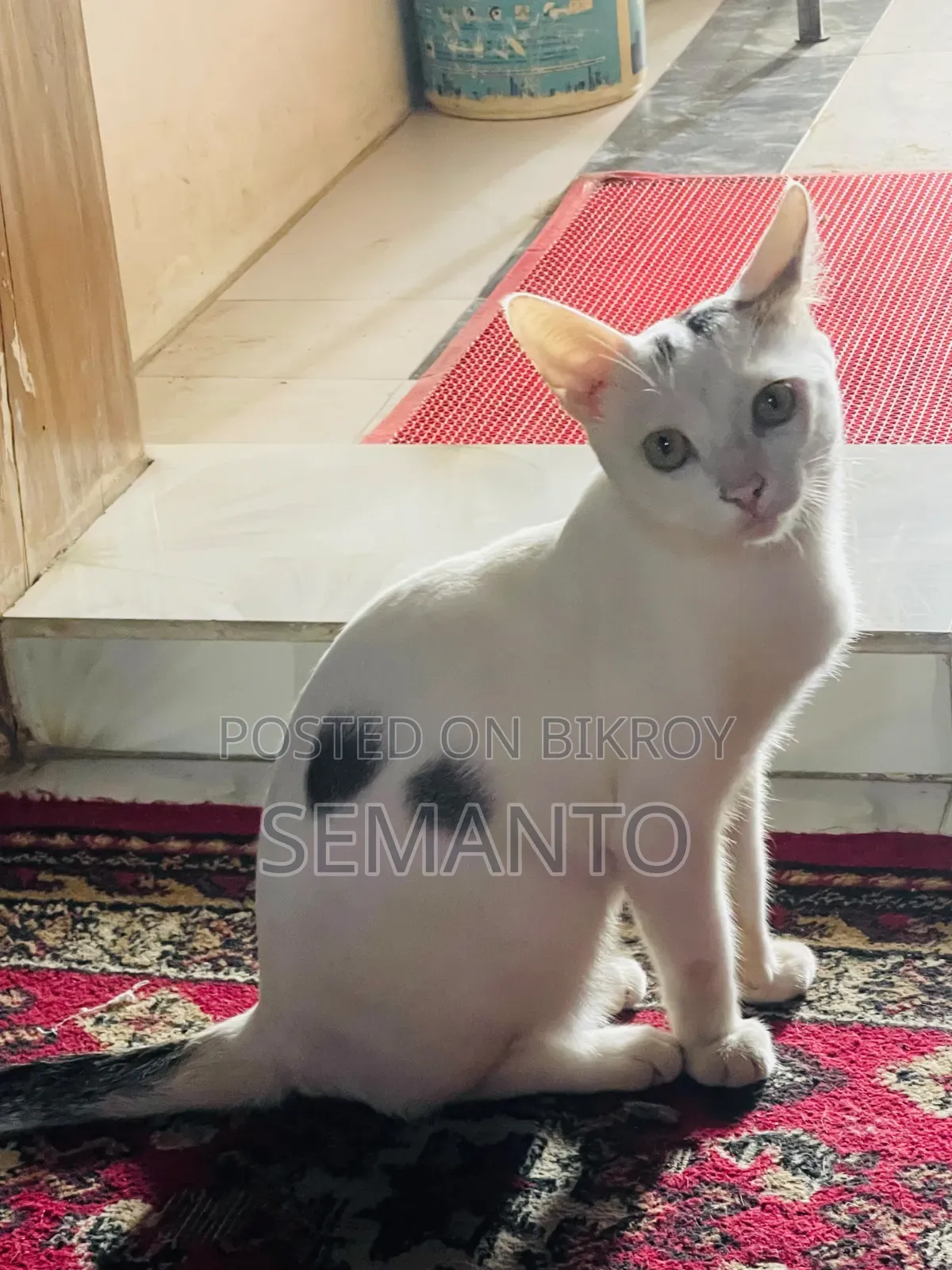 6-12 months Male Purebred Bengal