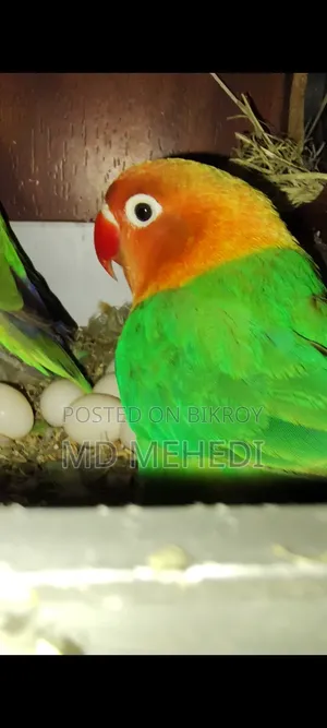 ফিমেল লাভ বার্ড