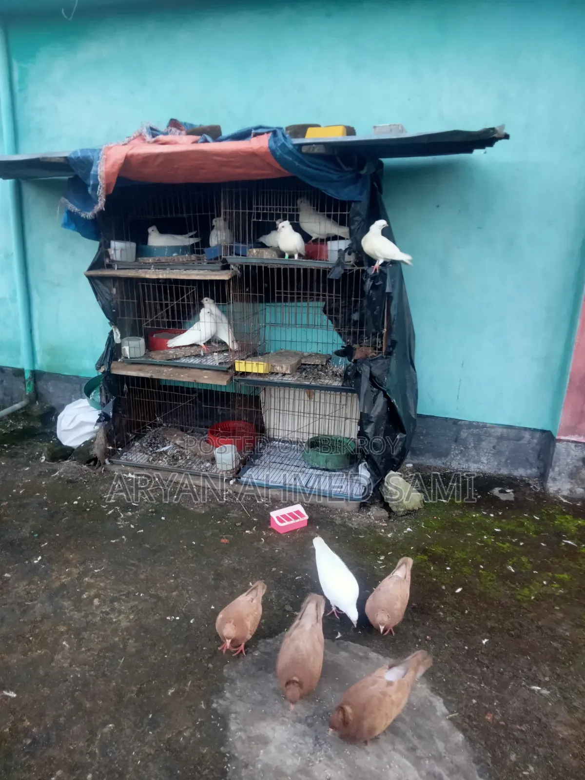 ভালো মানের কবুতর বিক্রি করা হবে