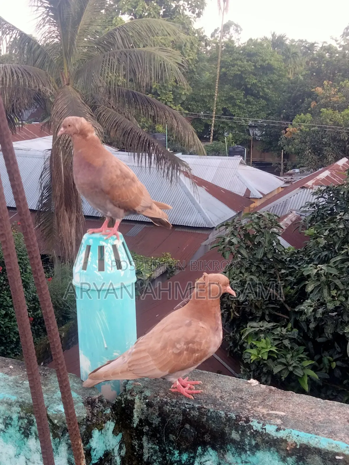 ভালো মানের কবুতর বিক্রি করা হবে