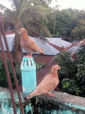ভালো মানের কবুতর বিক্রি করা হবে