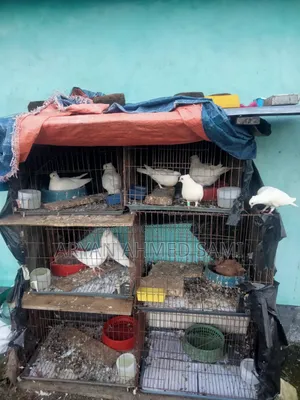 ভালো মানের কবুতর বিক্রি করা হবে