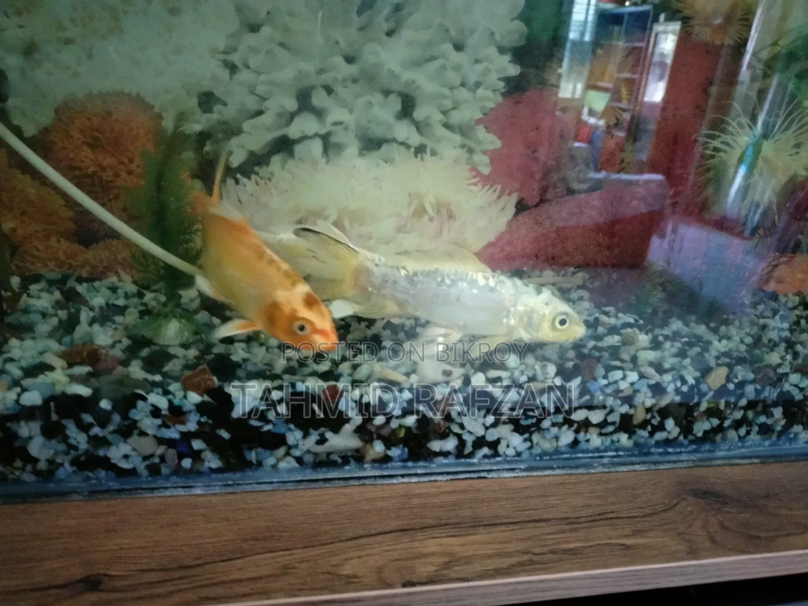 Fish Tank With Stand